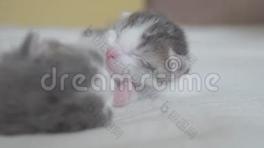 搞笑视频两只宠物可爱新生小猫睡觉团队在床上.. 宠物概念宠物概念生活方式。 小猫